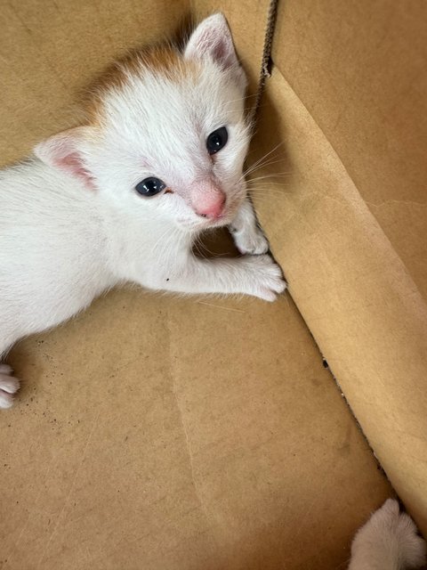 Black And White - Domestic Short Hair Cat