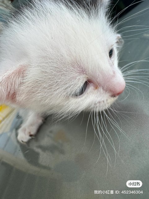 Black And White - Domestic Short Hair Cat