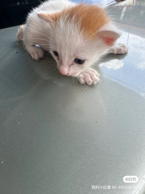 Black And White - Domestic Short Hair Cat