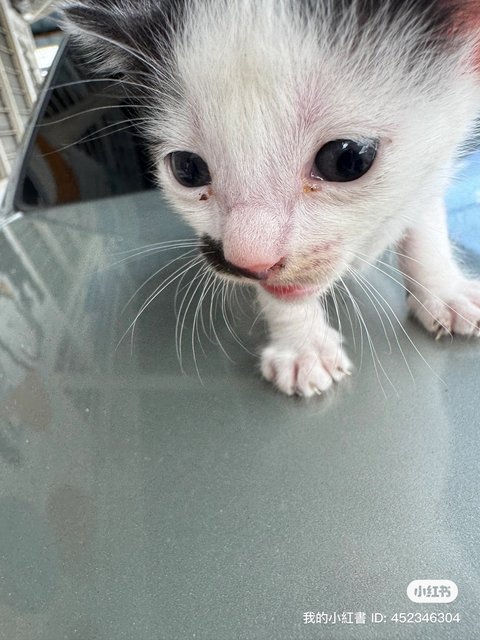 Black And White - Domestic Short Hair Cat