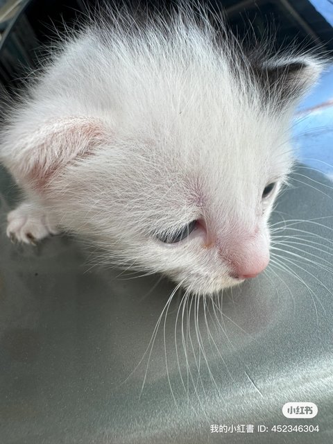 Black And White - Domestic Short Hair Cat