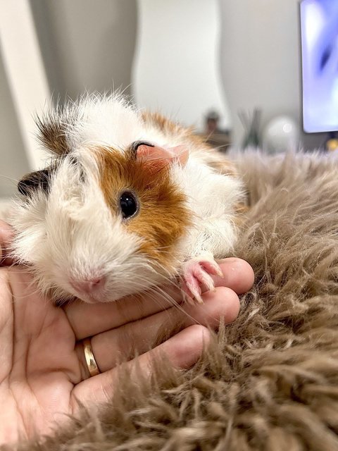 Almond - Guinea Pig Small & Furry