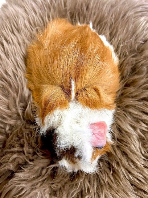 Almond - Guinea Pig Small & Furry