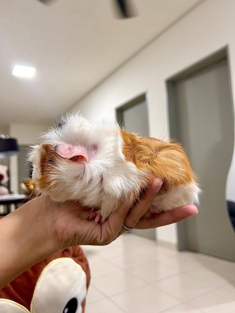 Almond - Guinea Pig Small & Furry