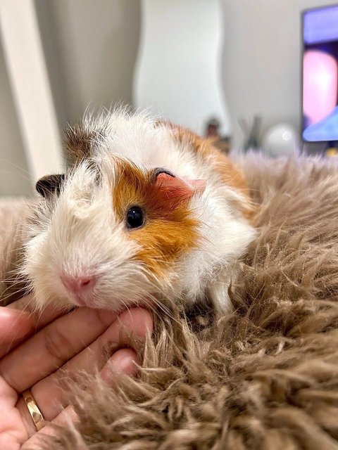 Almond - Guinea Pig Small & Furry