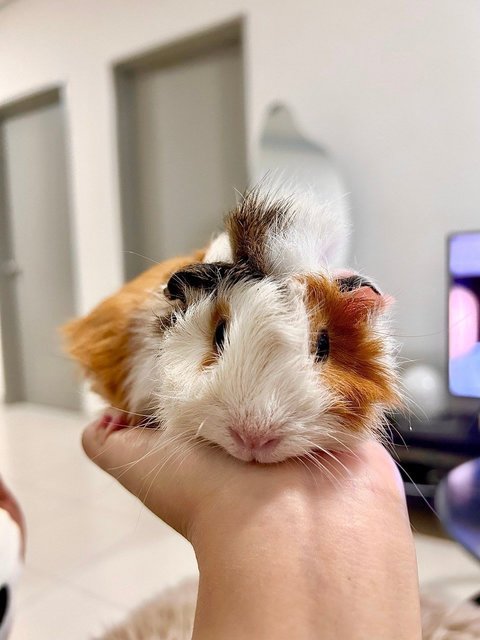 Almond - Guinea Pig Small & Furry