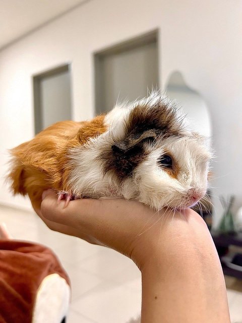 Almond - Guinea Pig Small & Furry