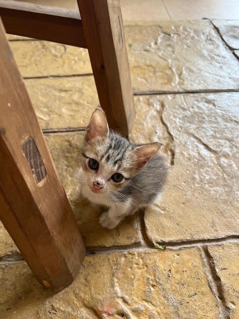 No Name - Tuxedo + Domestic Short Hair Cat