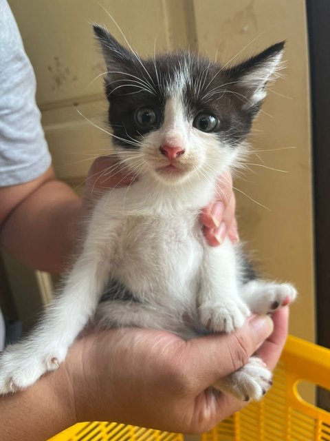 Four Adorable Kittens  - Domestic Medium Hair Cat