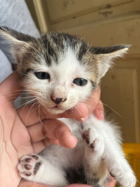 Four Adorable Kittens  - Domestic Medium Hair Cat