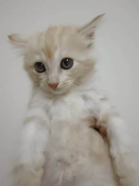 Toffee - Maine Coon + Domestic Long Hair Cat