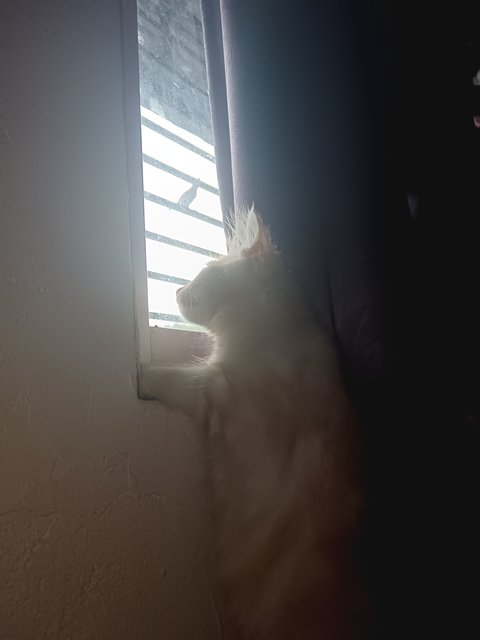 Toffee - Maine Coon + Domestic Long Hair Cat