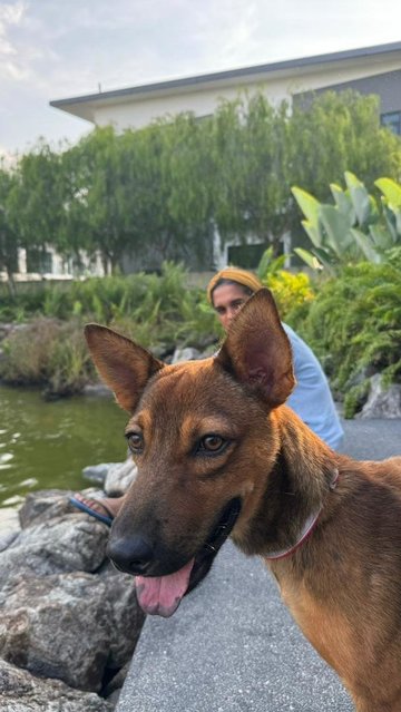 Brownie - Mixed Breed Dog