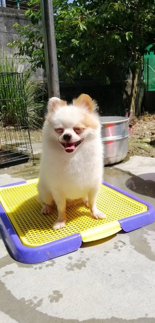 Pi - Pomeranian Dog