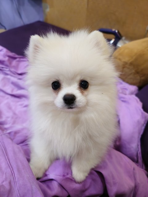 Pancho2nd - Pomeranian Dog