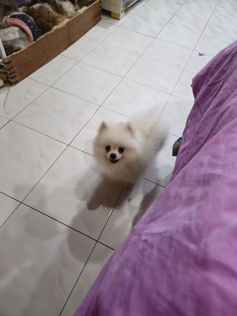 Pancho2nd - Pomeranian Dog