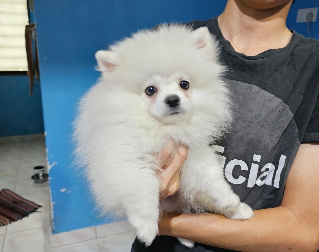 Pancho2nd - Pomeranian Dog