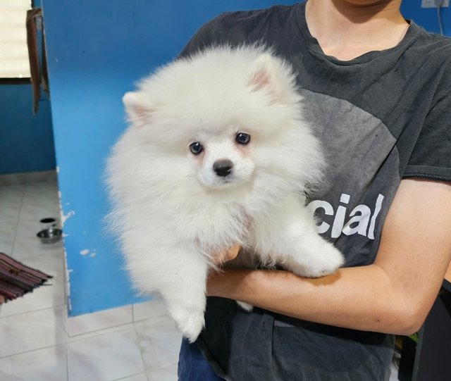 Pancho2nd - Pomeranian Dog