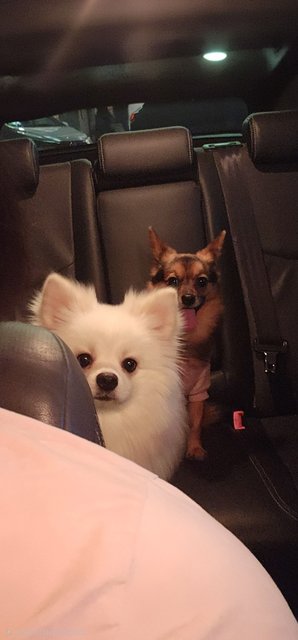Joy ride With My Buddy