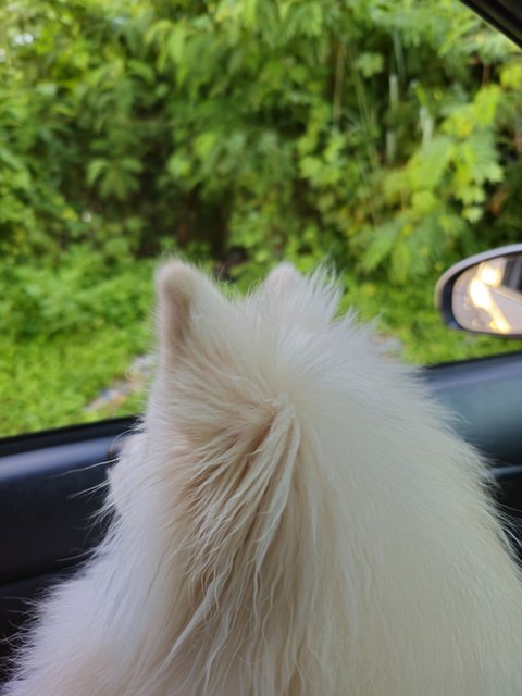 Pancho2nd - Pomeranian Dog
