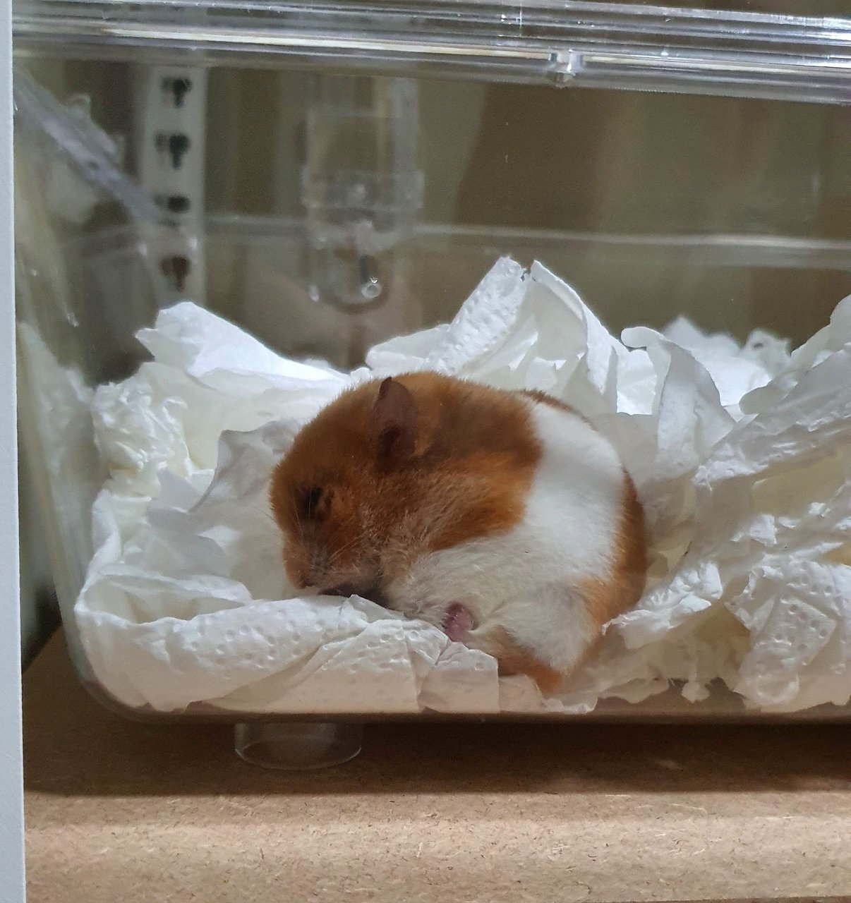 Milky - Syrian / Golden Hamster Hamster