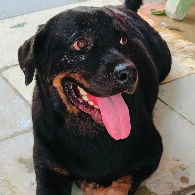 Rona - Rottweiler Dog