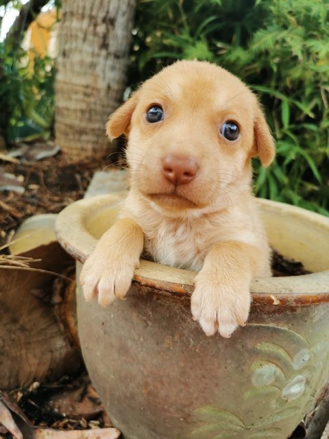 Yuki - Mixed Breed Dog