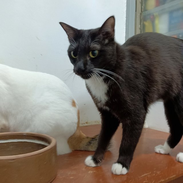 Dido - Domestic Short Hair Cat