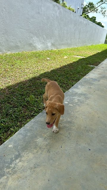 Star - Mixed Breed Dog