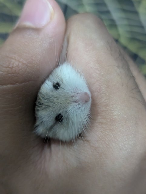 Roborovski - Roborovsky's Hamster Hamster