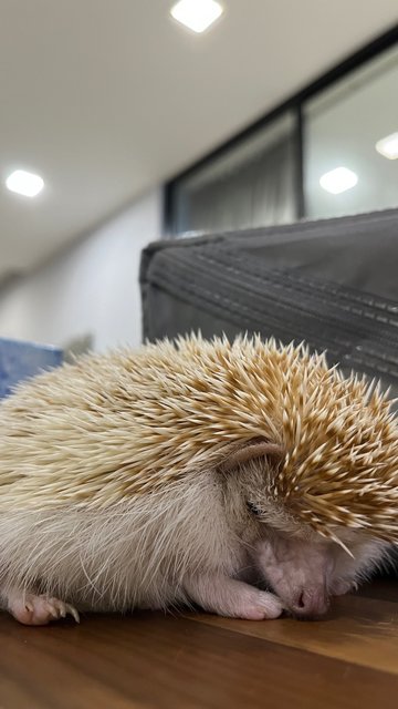 Thor - Hedgehog Small & Furry