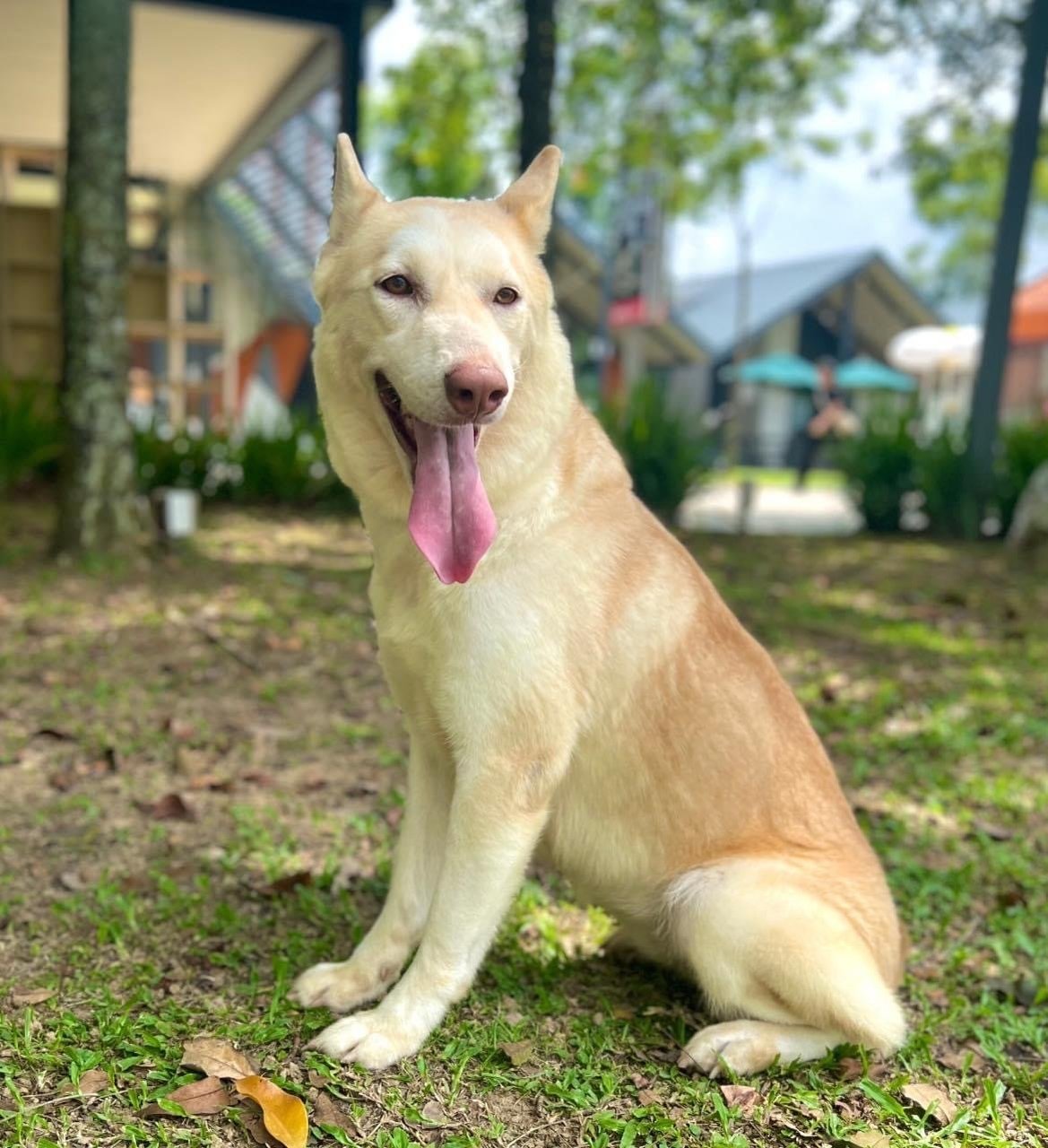 Amber - Husky Mix Dog