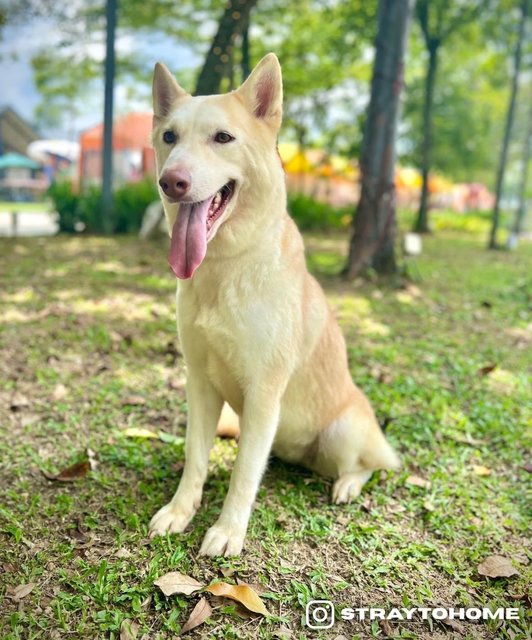 Amber - Husky Mix Dog