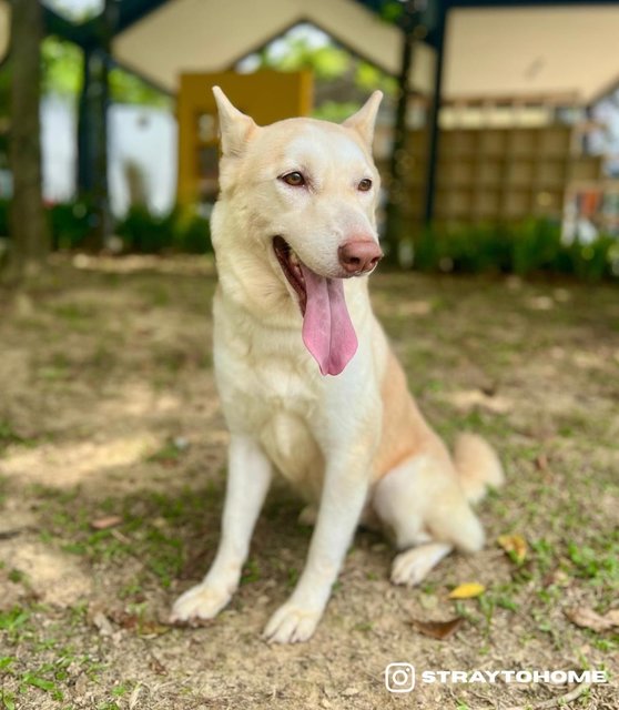 Amber - Husky Mix Dog