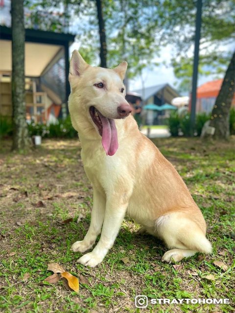 Amber - Husky Mix Dog