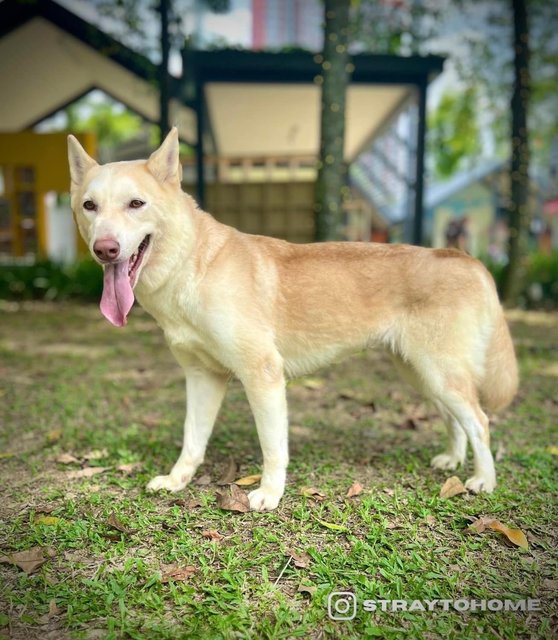 Amber - Husky Mix Dog