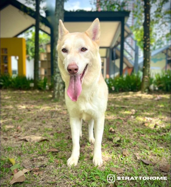 Amber - Husky Mix Dog