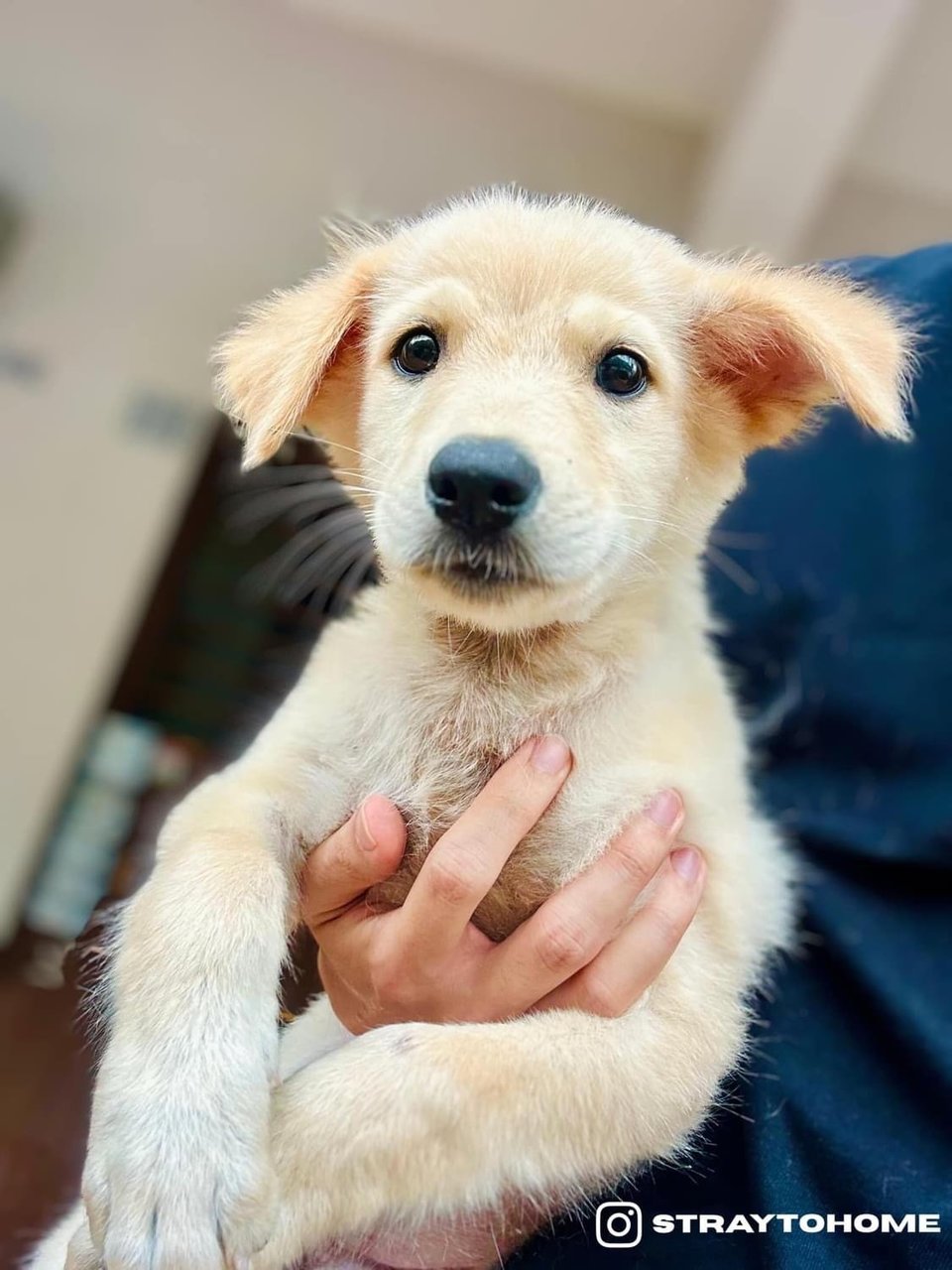 Cherry - Mixed Breed Dog