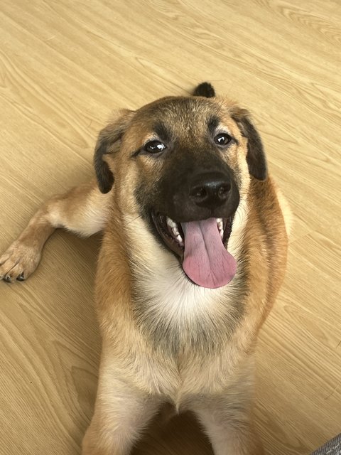 Pocket/ratan - Black Mouth Cur Dog