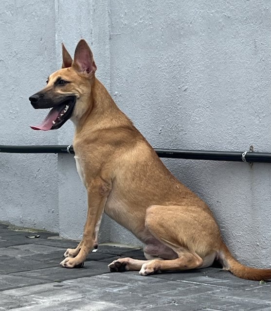 Pocket/ratan - Black Mouth Cur Dog