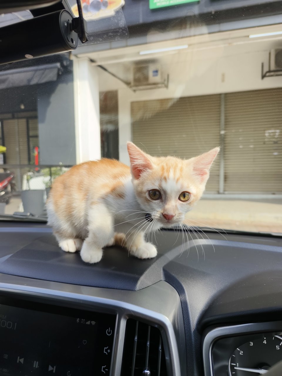 Orange - Persian + Bengal Cat