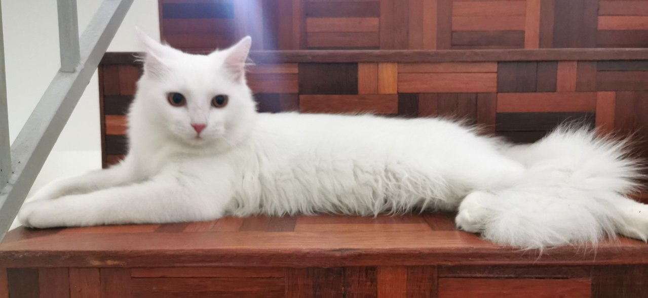 Nemo - Turkish Angora Cat