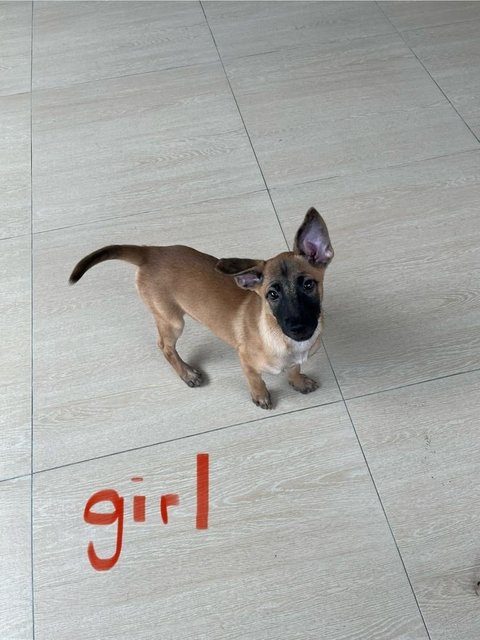 Wisdom Girls - Black Mouth Cur Dog