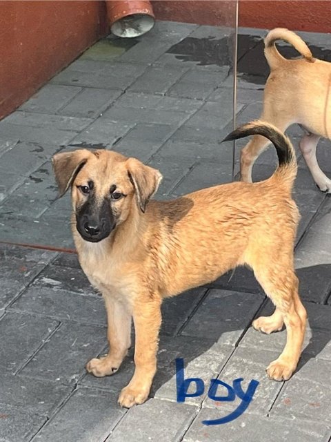 Wisdom Boys - Black Mouth Cur Dog