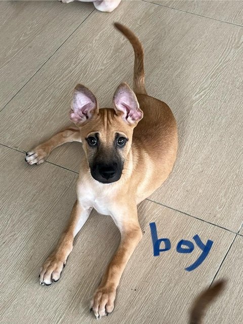 Wisdom Boys - Black Mouth Cur Dog