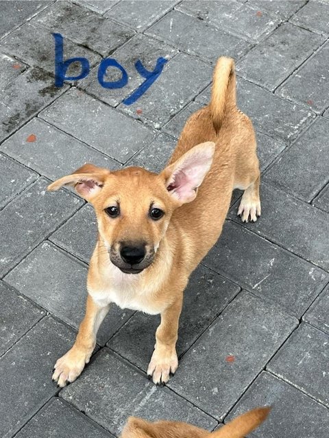 Wisdom Boys - Black Mouth Cur Dog