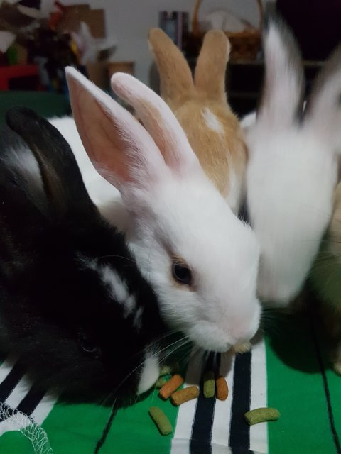 Baby Mix - Bunny Rabbit + New Zealand Rabbit