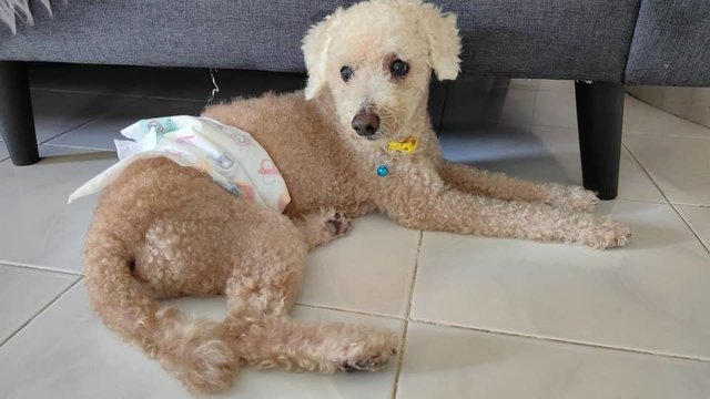 Army - Poodle Mix Dog