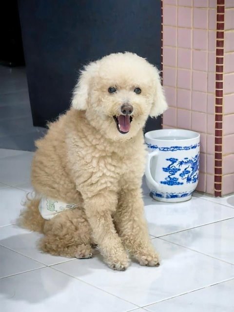 Army - Poodle Mix Dog