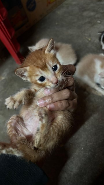 Nova, Zara, Ashie, Lucky - Domestic Medium Hair Cat